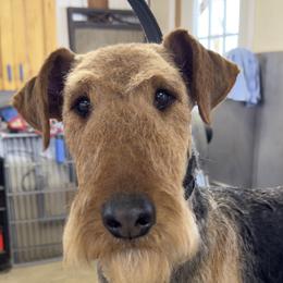 Ida - Airedale Terrier