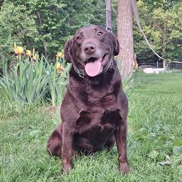 Zeus - Chocolate male Labrador Retriever puppy in Bemidji, Minnesota from Northern Star Elite Quality Labrador Retrievers