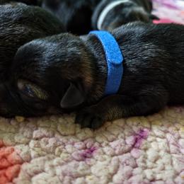 Titan - Sable male German Shepherd puppy in Southern Maryland, Maryland from Reddington Shepherds