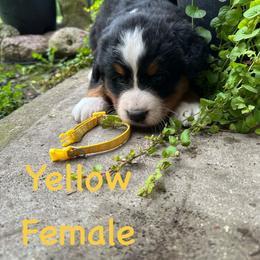 Yellow - Tri-color female Bernese Mountain Dog puppy in Delton, Michigan from Rocky Top Acres
