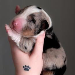 Bliss - Blue merle female Australian Shepherd puppy in Georgetown, Texas from River Reign Australian Shepherds