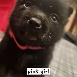 Dk. Pink girl - Black female Schipperke puppy in Grants Pass, Oregon from Walking Hart Schipperkes