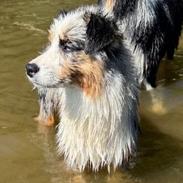 Hex - Blue merle female Australian Shepherd puppy in Massachusetts from Knauer Australian Shepherds