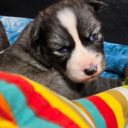 Jubilee - Agouti and white female Siberian Husky puppy in East Tawas, Michigan from BurnsBerg's Woolies