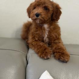 Boy 5 - Red  male Goldendoodle puppy in Sacramento, California from Golden Heart Doodles