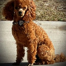 Yogi - Poodle