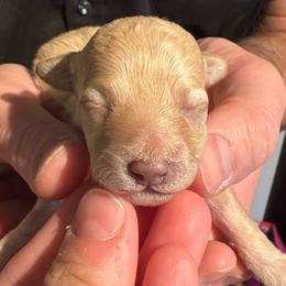 Chewy - Apricot male Maltipoo puppy in Alexander, Arkansas from Durham's Designer Poos