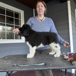 Girl 3 - White and black female Newfoundland puppy in Bellingham, Washington from Salish Sea Newfoundlands