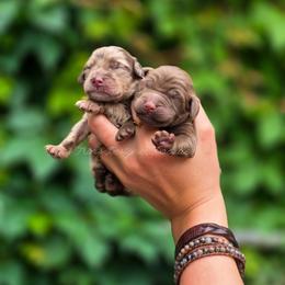 Mesa - Chocolate female Goldendoodle puppy in Centreville, Mississippi from Trin's Designer Doodles