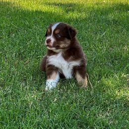 Miniature Australian Shepherd Puppies from Scissortail Kennel