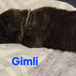 Gimli - Brindle male Mastiff puppy in Conroe, Texas from Southern Star English Mastiffs