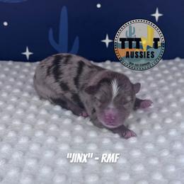 Jinx - Red merle female Australian Shepherd puppy in Tucson, Arizona from TTTNT Aussies