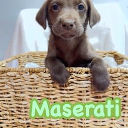Maserati - Chocolate female Labrador Retriever puppy in Lucasville, Ohio from Backwoods Labradors