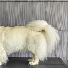 Bijou - Tibetan Spaniel