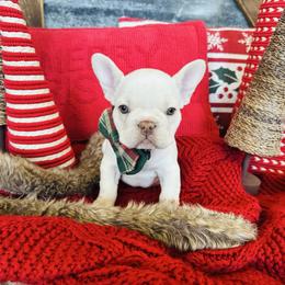 Standard Cream - Cream female French Bulldog puppy in Jordan Valley, Oregon from Floating Feather Frenchies