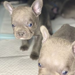 French Bulldog Puppies from Fabled Frenchies