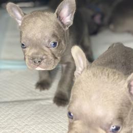 French Bulldog Puppies from Fabled Frenchies
