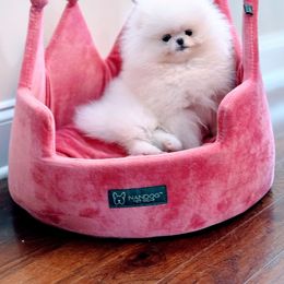 Pomeranian Puppies from Kouture Pomeranians