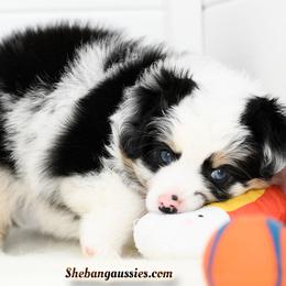 Moana - Blue merle female Toy Australian Shepherd puppy in Ellsinore, Missouri from Shebang Aussies