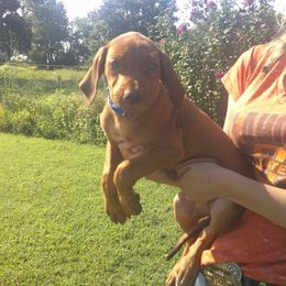 Nala - Rd whtn brn nose female Rhodesian Ridgeback puppy in Carney, Oklahoma from River Run Parson Russell terriers & River Run Ridgebacks
