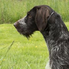 GROUSE - German Wirehaired Pointer
