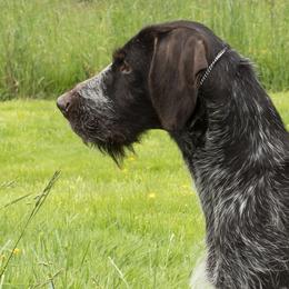 GROUSE - German Wirehaired Pointer