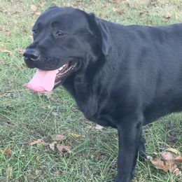 Sullivan - Labrador Retriever