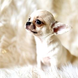 Mini Me - Fawn and white female Chihuahua puppy in Allentown, Pennsylvania from Tsunami Cockers & Chihuahuas