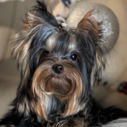 Yorkshire Terriers from Jeanie Broyles