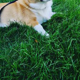 American Corgi, Cardigan Welsh Corgi, and Pembroke Welsh Corgi Puppies from Enok Corgis