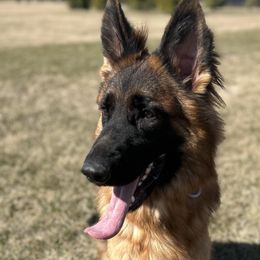 German Shepherds from Fairhaven German Shepherds