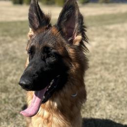 German Shepherds from Fairhaven German Shepherds