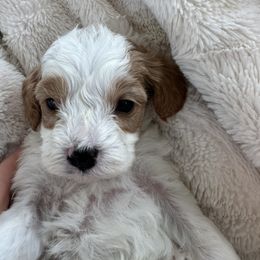 Beau - Blenheim male Cavapoo puppy in Malad, Idaho from Sunny Hill Puppies