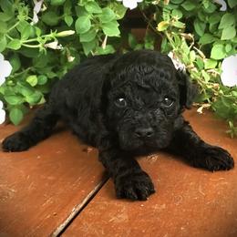 Cash - Toy Poodle Raised in Home - Black male Poodle puppy in Falcon, Missouri from Cedar House Heritage Poodles | AKC Toy & Miniature Poodle Puppies Raised in Home