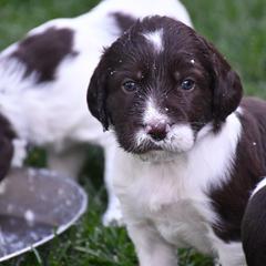 Drentsche Patrijshond and Spinone Italiano Puppies from Two Gun Kennels