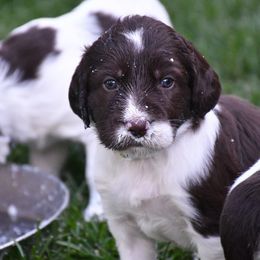 Drentsche Patrijshond and Spinone Italiano Puppies from Two Gun Kennels