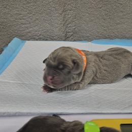 Orange collar - Gray and fawn male Cane Corso puppy in Fritch, Texas from Carrie Brown's Cane Corsos