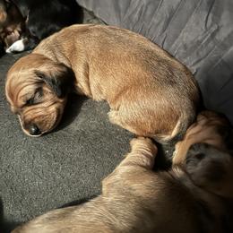 Maple - Red female Dachshund puppy in Pinellas Park, Florida from Chait Miniature Dachshunds