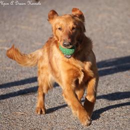 Riley - Golden Retriever