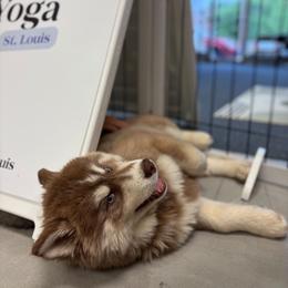Orion - Red and white male Siberian Husky puppy in Swansea, Illinois from Husky B's