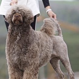Breezy - Portuguese Water Dog