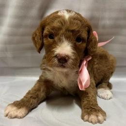 Maybell - Red female Cavapoo puppy in Ville Platte, Louisiana from The Barkery