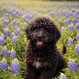 Dunkin - Black male Goldendoodle puppy in Arlington, Texas from Chambers Doodle Patch