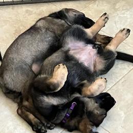 German Shepherd Puppies from German Shepherds of Virginia