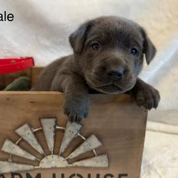 Charcoal red collar - Charcoal male Dilute Retriever puppy in Teton County, Montana from East Front Labradors & Treasure State Schnauzers