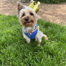 Yorkipoo All Grown Up from Little Creek Yorkiepoos