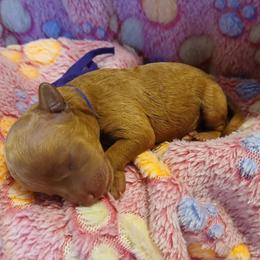 Molly - Apricot female Poodle puppy in Blanch, North Carolina from Faithful Hearts Kennel