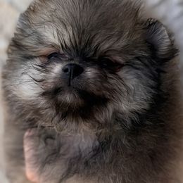 King Josish - Cream sable male Pomeranian puppy in Sacramento, California from M-J’s AKC Breeder of Merit of Show Pomeranians