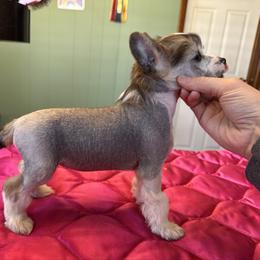 TopBrass' Kirb Appeal 'Kirby' - Slate female Chinese Crested puppy in Auburn, Kansas from TopBrass Kennels