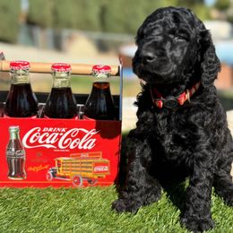 Red collar - Black male Poodle puppy in Hesperia, California from Whitesock Standard Poodles
